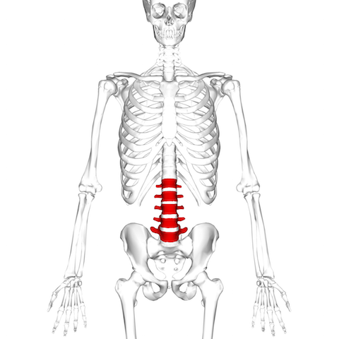 Spinal Column